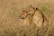 Two lion cubs in the savannah