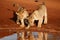 Two lion cubs show affection to each other before drinking in Zimanga Game Reserve