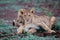 Two lion cubs show affection to each other in Zimanga Game Reserve