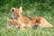 Two Lion Cubs Snuggling in Africa