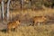 Two lion cubs walk away into the bush