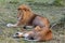 Two lion. Loving couple. Masai Mara, Kenya