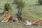 Two lion are resting after love. Loving couple. Masai Mara, Kenya