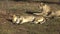 Two Lioness lying down in grass. Two lioness resting after their afternoon siesta