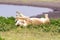 Two Lioness in Tanzania