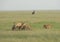 Two lioness and three cubs cuddling each other from marsh pride seen at Masai Mara, Kenya