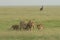 Two lioness and three cubs cuddling each other from marsh pride seen at Masai Mara, Kenya