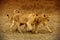 Two Lionesses in Amboseli