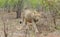 Two lionesses behind each other walking between bushes towards the camera