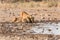 Two lionesses drinking at the Klein Namutoni waterhole