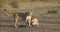 Two lionesses fondle each other. National Park. Kenya. Tanzania. Masai Mara. Serengeti.