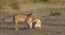 Two lionesses fondle each other. National Park. Kenya. Tanzania. Masai Mara. Serengeti.