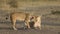 Two lionesses fondle each other. National Park. Kenya. Tanzania. Masai Mara. Serengeti.