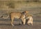 Two lionesses fondle each other. National Park. Kenya. Tanzania. Masai Mara. Serengeti.