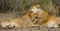 Two lionesses fondle each other. National Park. Kenya. Tanzania. Masai Mara. Serengeti.