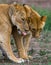 Two lionesses fondle each other. National Park. Kenya. Tanzania. Masai Mara. Serengeti.