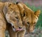 Two lionesses fondle each other. National Park. Kenya. Tanzania. Masai Mara. Serengeti.