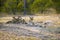 Two lionesses with four cubs laying down resting