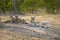 Two lionesses with four cubs laying down resting