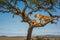 Two lionesses and four cubs in tree