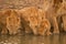 Two lionesses lie drinking water beside cub