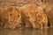 Two lionesses lie drinking water with cub