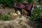 Two lionesses lie in the grass