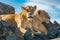 Two lionesses lie on rock looking down