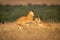 Two lionesses in long grass play fight