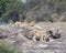 Two lionesses and one lion and one cub on a large grey rock