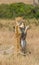 Two lionesses play with each other. National Park. Kenya. Tanzania. Masai Mara. Serengeti.