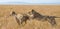 Two lionesses play with each other. National Park. Kenya. Tanzania. Masai Mara. Serengeti.