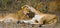 Two lionesses play with each other. National Park. Kenya. Tanzania. Masai Mara. Serengeti.