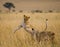 Two lionesses play with each other. National Park. Kenya. Tanzania. Masai Mara. Serengeti.