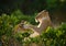 Two lionesses play with each other. National Park. Kenya. Tanzania. Masai Mara. Serengeti.