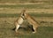 Two lionesses play fighting