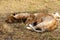 Two lionesses resting