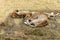 Two lionesses resting