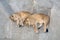 Two lionesses resting on a gray rock.