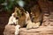 Two lionesses resting on a ledge.