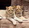 Two lionesses resting on a ledge.