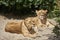 Two lionesses resting in the sand while being alert