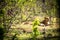 Two lionesses resting in the sun