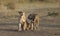 Two lionesses in the Savannah. National Park. Kenya. Tanzania. Masai Mara. Serengeti.