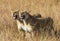 Two lionesses in the Savannah. National Park. Kenya. Tanzania. Masai Mara. Serengeti.