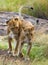 Two lionesses in the Savannah. National Park. Kenya. Tanzania. Masai Mara. Serengeti.