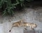 Two lionesses sleep on a rock at the Moscow Zoo