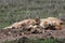 Two lionesses sleeping in the grass