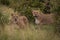 Two lionesses stand in bushes facing camera