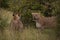 Two lionesses stand in grass amongst bushes